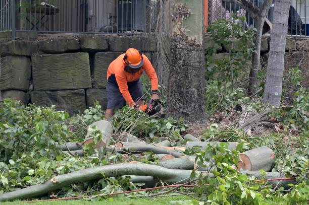 How Our Tree Care Process Works  in  Neuse Forest, NC